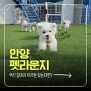 안양펫 이미지