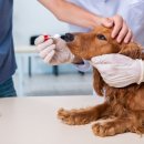 해봄동물병원 이미지