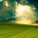 나무의꿈 이미지