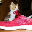 행복한집사 이미지