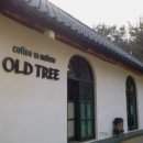 올드 트리 이미지