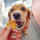 멍멍과자점 이미지