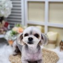 우리동네 펫샵 이미지