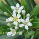 곰솔주유소 Daum카페