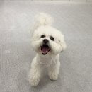 바우스쿨 이미지