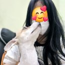 가위든개 이미지