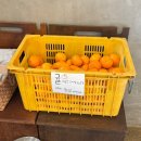 표선면-4 | 제주 표선면 카페촐 크리스마스 분위기 넓은 마당이 있는 디저트 카페