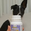 (주)코아펫 | 유산균에 강아지 고양이 피부 영양까지, 과립형 일동펫 더 정직한 포스트바이오틱스