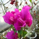 목화농원 이미지