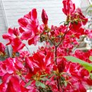 아젤리아 이미지