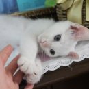 미냥이 이미지