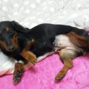 스마일플러스동물병원 이미지