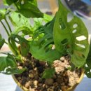 햇살나무한의원 이미지