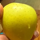 네오그린 | 애플 맥북 네오 시트러스 512GB 터치 ID 내돈내산 언박싱 실물 후기