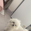 몽실묭실 이미지