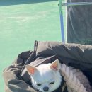 강아지 정거장 이미지