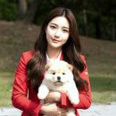 우아펫 대전점 | 의정부차우차우분양 심쿵 유발 댕댕이 만난 썰