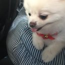 일산그루밍캐나다 이미지