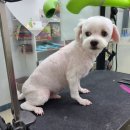 와와리 애견미용 이미지