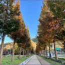 덕산 은행나무길 이미지