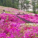 군포 철쭉동산 동영상& 영화 봄날은 간다의 리뷰 (2023.4.23) 이미지