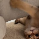 라온캐터리 이미지