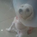 봉식동물병원 이미지