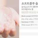 소프트 베이 네이버블로그