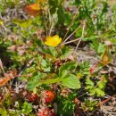 만리농장 | 캐나다 딸기 그리고 천연 스마트팜 - 멀티버스 vol.146