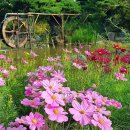 풀잎향기 이미지