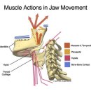 TMJ disorder - assessment factors and mechanics 이미지