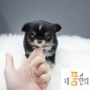 동일애견샵 이미지