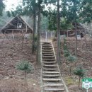 국립남해편백자연휴양림 이미지