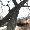 신광전설 Daum카페