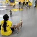 옐레드 애견유치원&애견호텔 대구신월성점 이미지