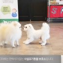 도그마루 - 서구 문정로 17 | 도그마루