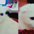 청담고양이 이미지