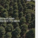 영화조경 이미지