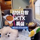 황금3로-L | 수원-부산 KTX 특실 l 강아지랑 KTX 타고🩵 쪼랭이 탑승 솔직후기