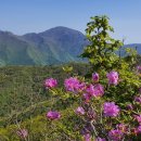 금산수삼센타 이미지