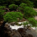 아침향기 이미지