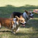 오마이독 이미지