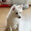 댕댕공방 이미지