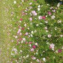 하천초등학교 이미지