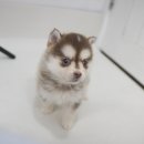 폼스키 | 털많아 더귀여운 김해폼스키입양후기