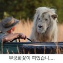 무궁화 꽃이 피었습 이미지