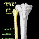 비골 (fibular) 이미지