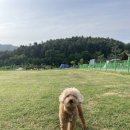 세이지힐 오토캠핑장 | 홍천 세이지힐 패밀리캠핑장 후기 (애견 동반)