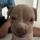 똥깡아지네 이미지