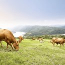 초원염소농장 이미지